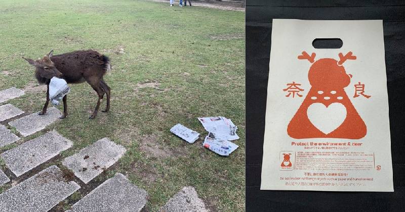 Plastique comestible pour cerfs du parc de Nara