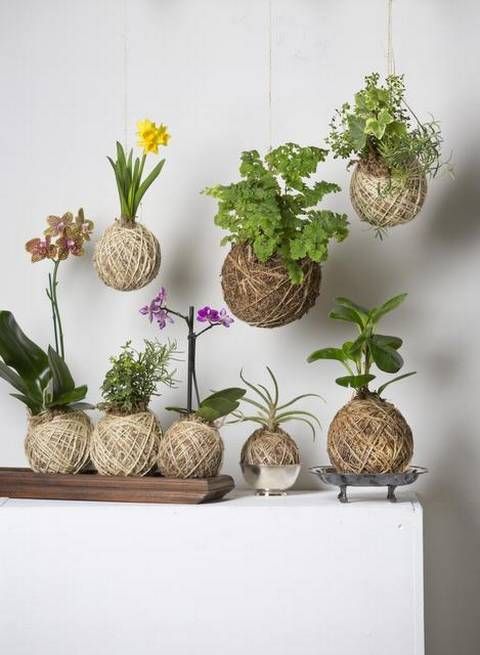 kokedama