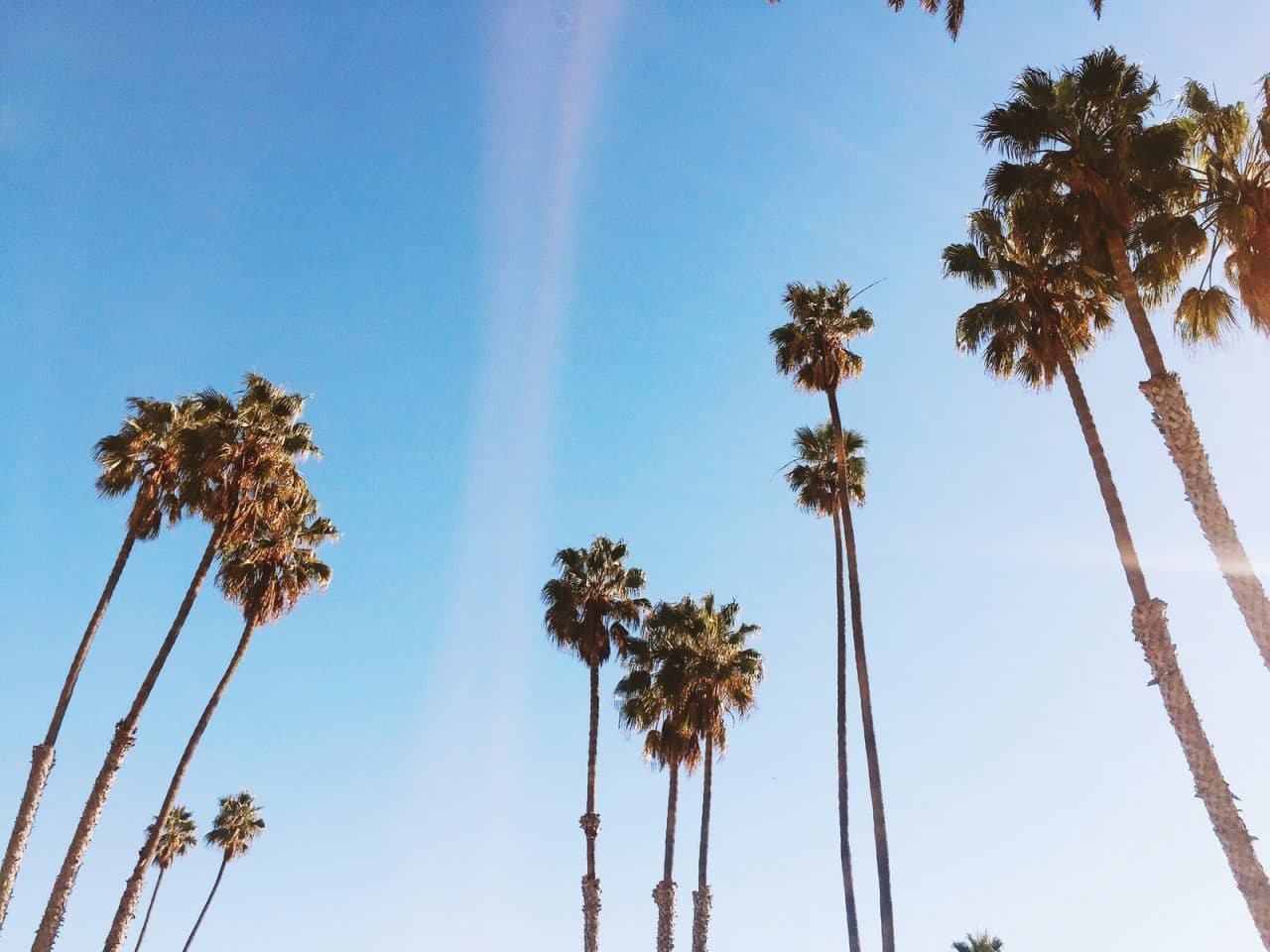 palm trees in low angle photography