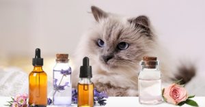 Aromathérapie pour Chats